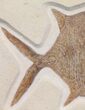 Jurassic Fossil Moon Fish (Gyrodus) - Solnhofen Limestone #165827-3